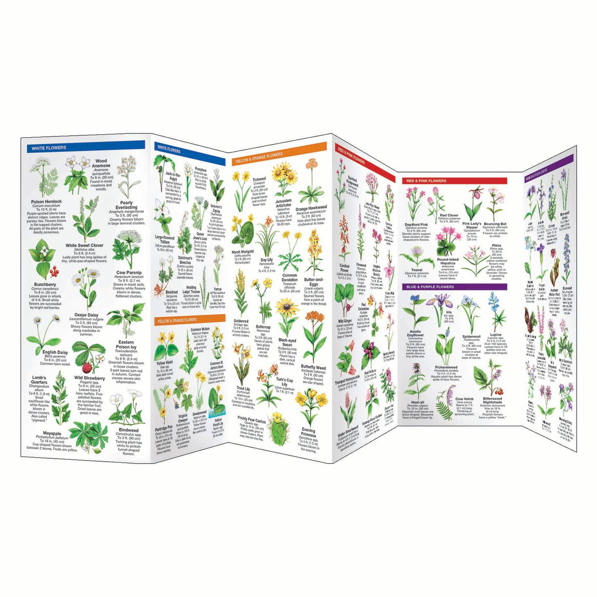 Virginia Trees & Wildflowers Nature Guide